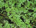 Salviniaceae - nepukalkovité